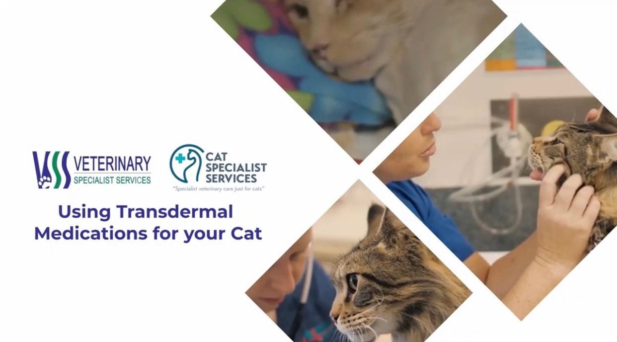 Transdermal Medications for your Cat Transdermal Medications for your Cat